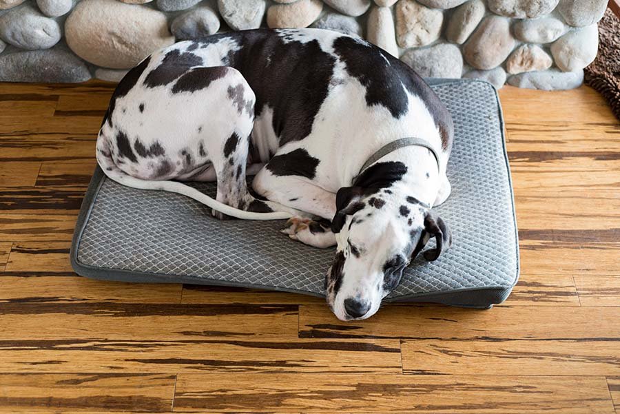 Pet Bed