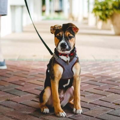 Petsafe Leash