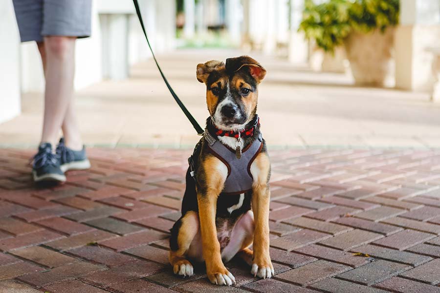 Petsafe Leash